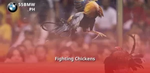 Fighting Chickens