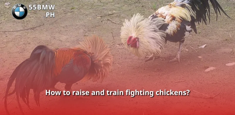 How to raise and train fighting chickens?