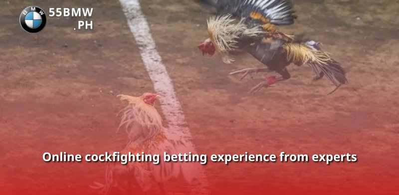 Online cockfighting betting experience from experts