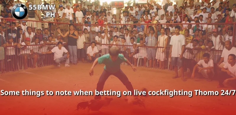 Some things to note when betting on live cockfighting Thomo 24/7