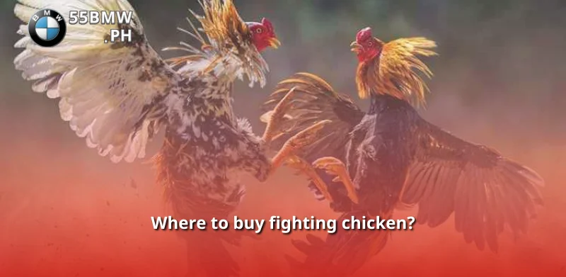 Where to buy fighting chicken?