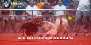 Tips for Reading Cockfighting Odds at 555BMW